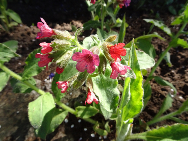 Медуница красная - Pulmonaria rubra