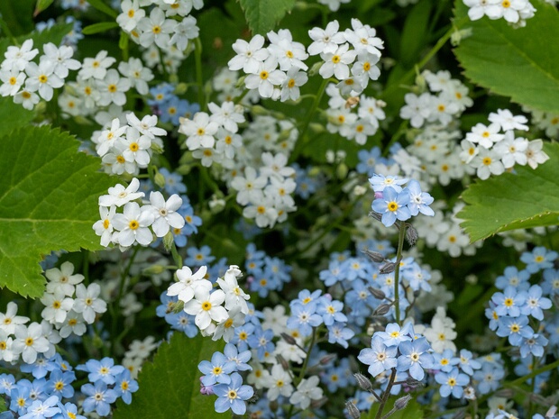 Незабудка болотная белая форма - Myosotis scorpioides f. alba