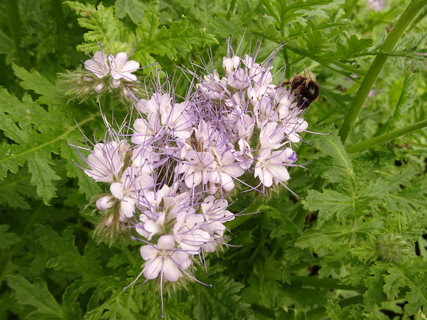 Водолистниковые - Hydrophyllaceae