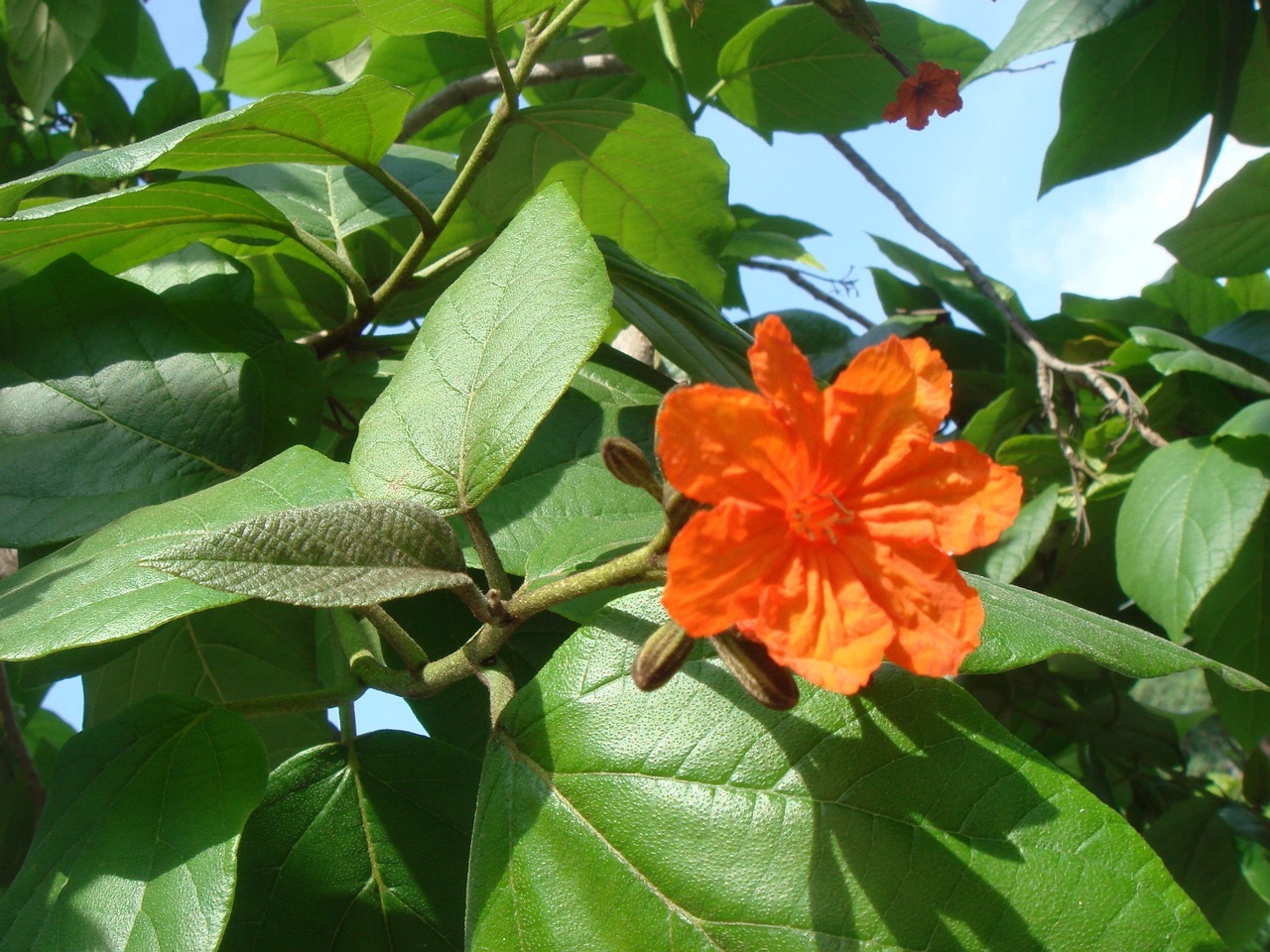 DSC04531