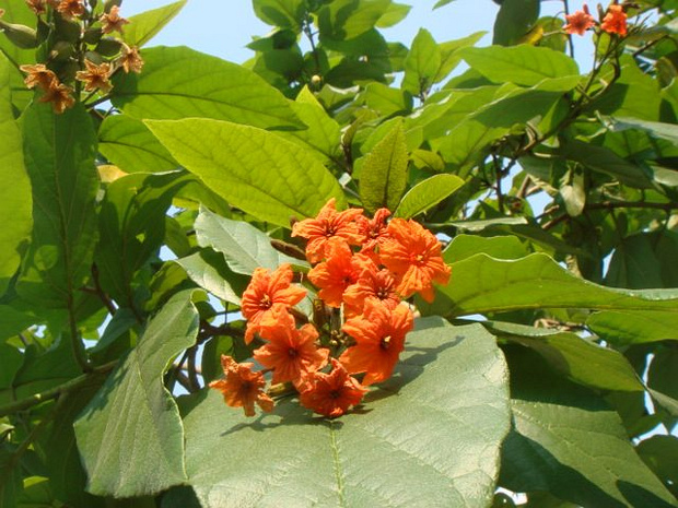 Кордиевые - Cordiaceae