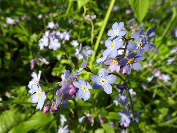 Бурачниковые - Boraginaceae Boraginaceae, the borage or forget-me-not family, includes a variety of shrubs, trees, and herbs, totaling about 2,000...
