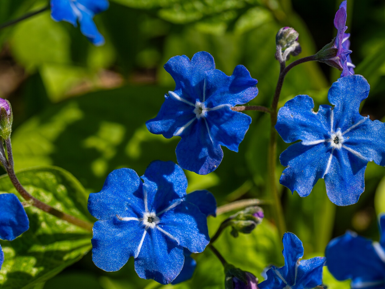 Бурачниковые - Boraginaceae Boraginaceae, the borage or forget-me-not family, includes a variety of shrubs, trees, and herbs, totaling about 2,000...
