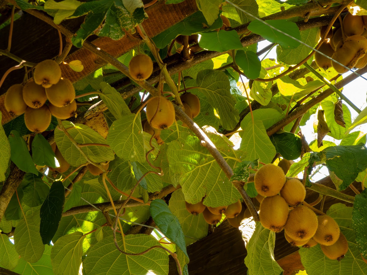 Actinidia chinensis var. deliciosa _2025-08-20_1-1