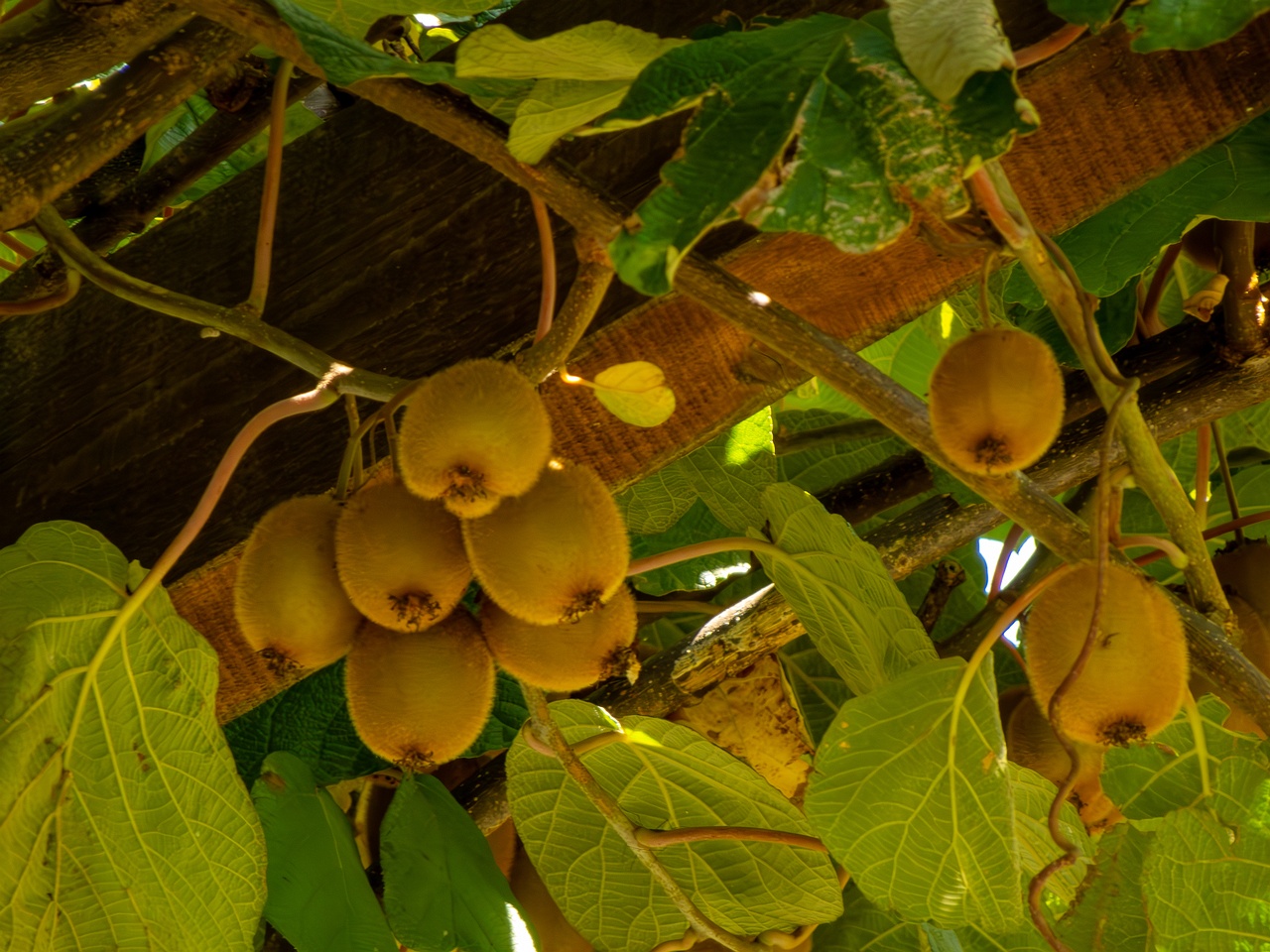 Actinidia chinensis var. deliciosa _2025-08-20_1-2
