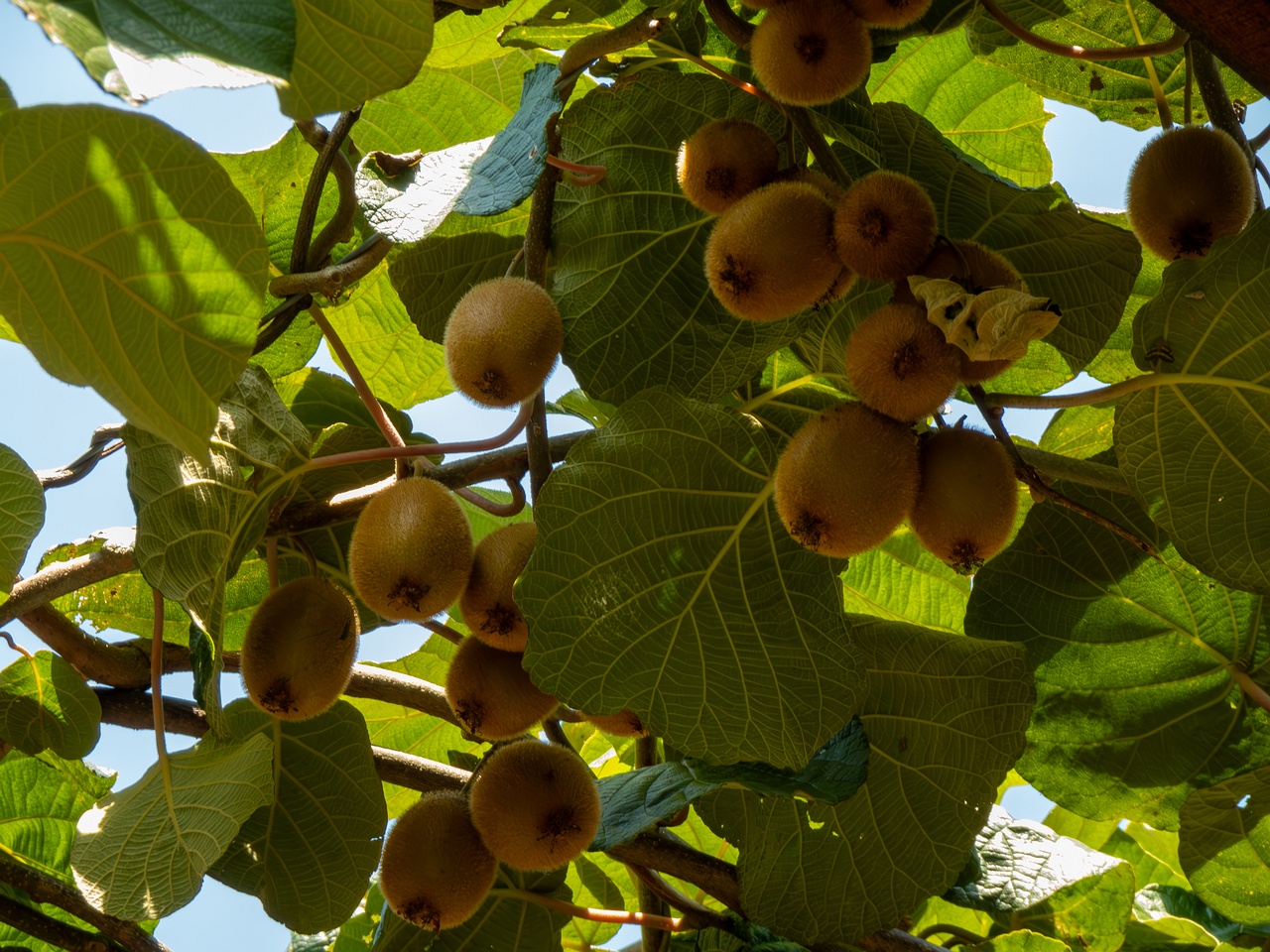 Actinidia chinensis var. deliciosa _2025-08-20_1-3