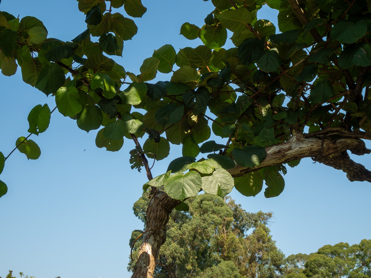 Actinidia chinensis var. deliciosa _2025-08-20_2-1