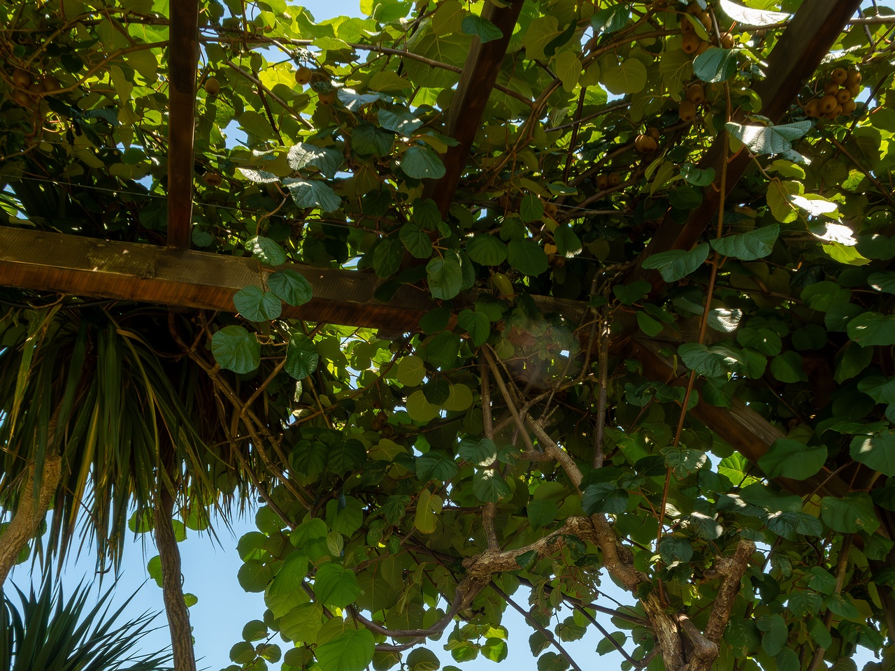 Actinidia chinensis var. deliciosa _2025-08-20_2-2