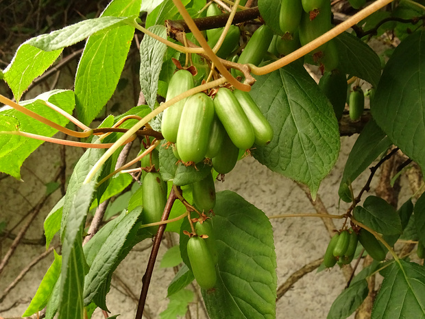 Актинидия коломикта - Actinidia kolomikta