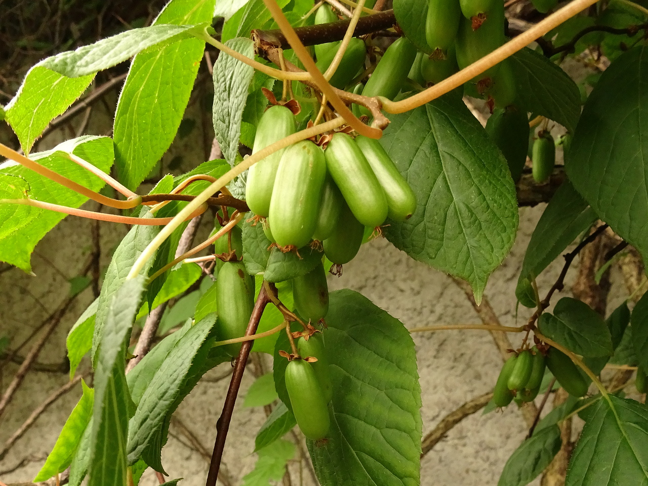 0DSC08938