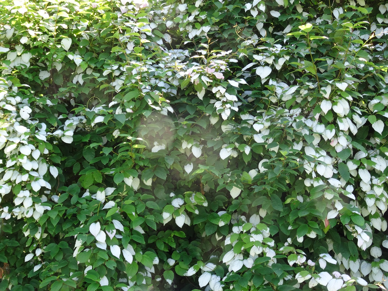 DSC04405