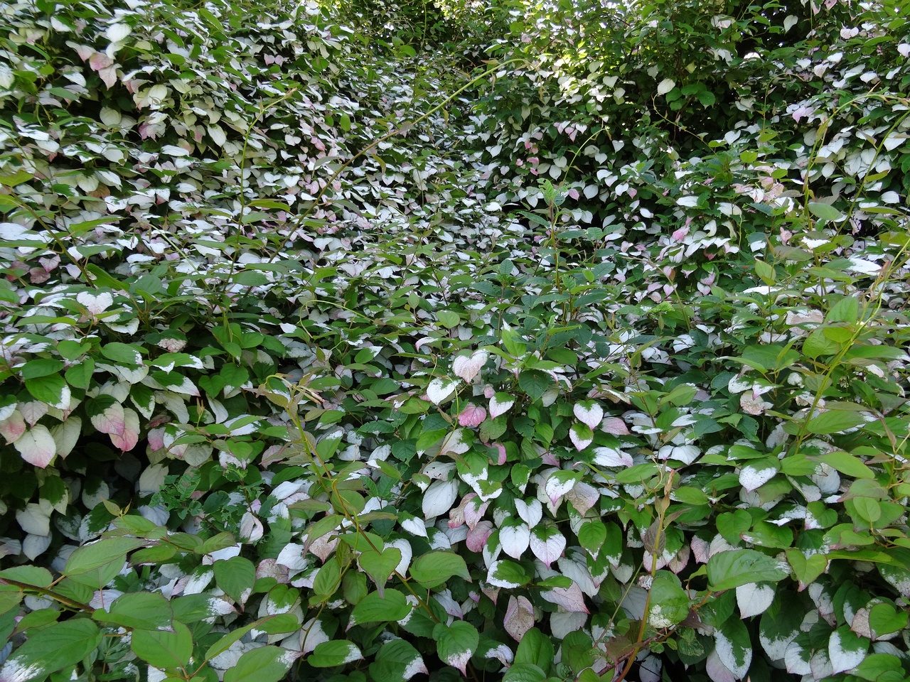DSC04406