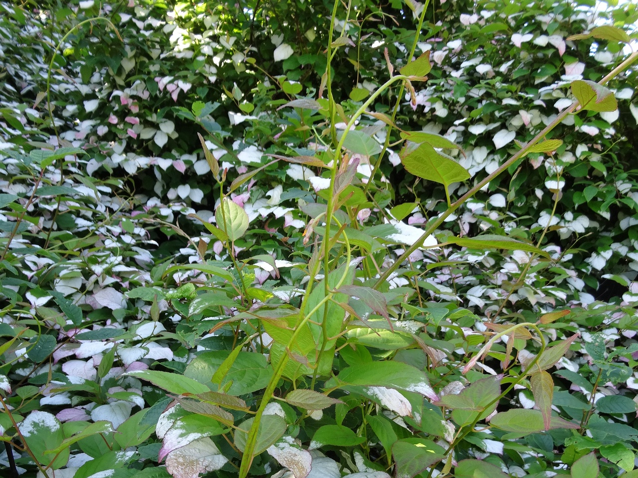 DSC04407
