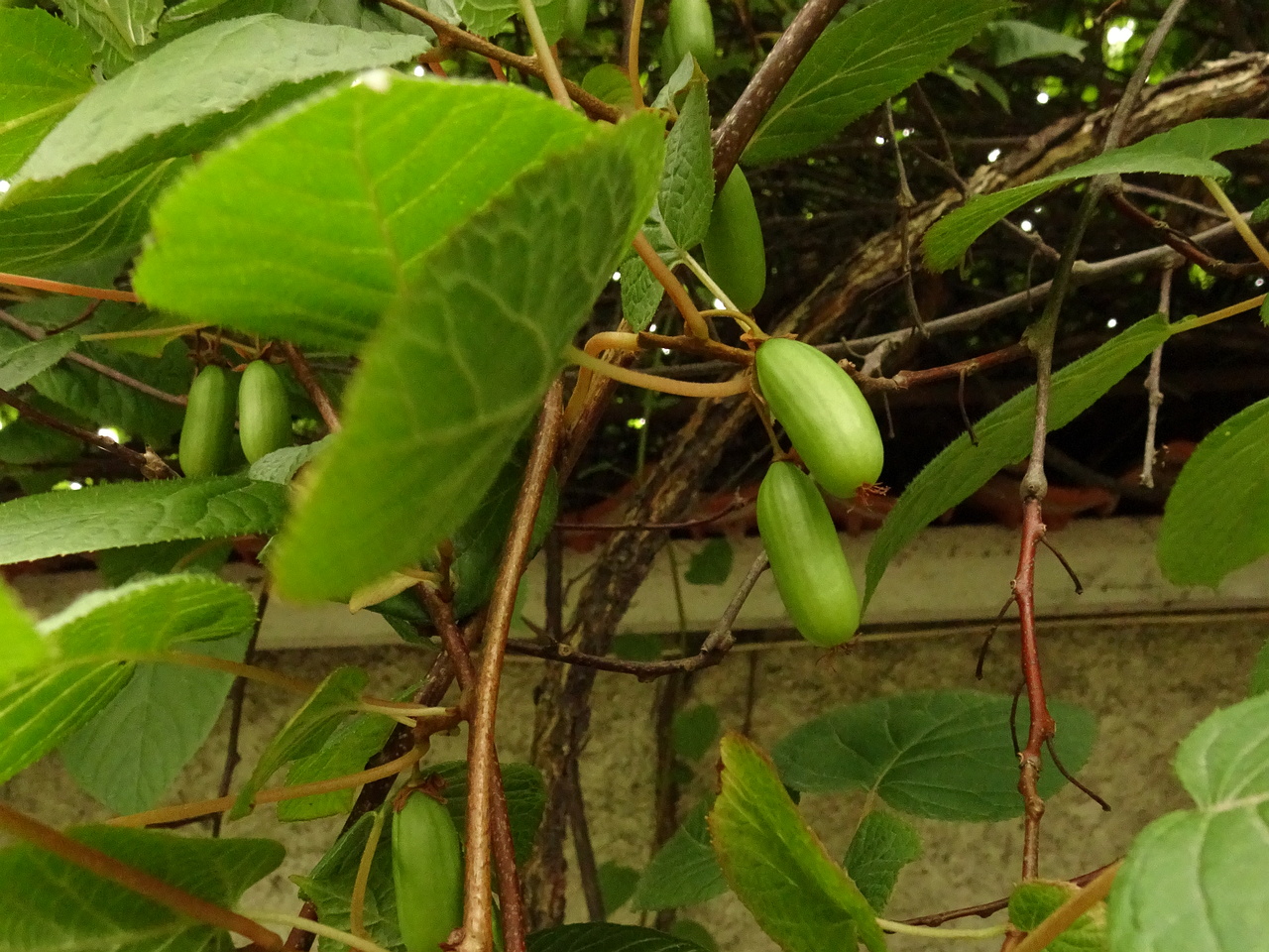DSC08937