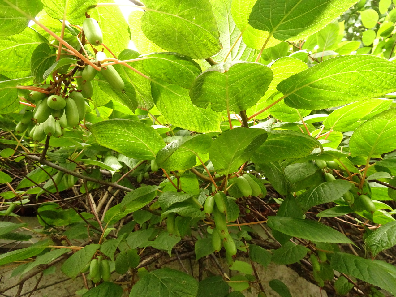 DSC08940