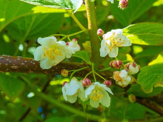 Актинидия коломикта 'Др. Зимановский' - Actinidia kolomikta 'Dr. Szymanowski'