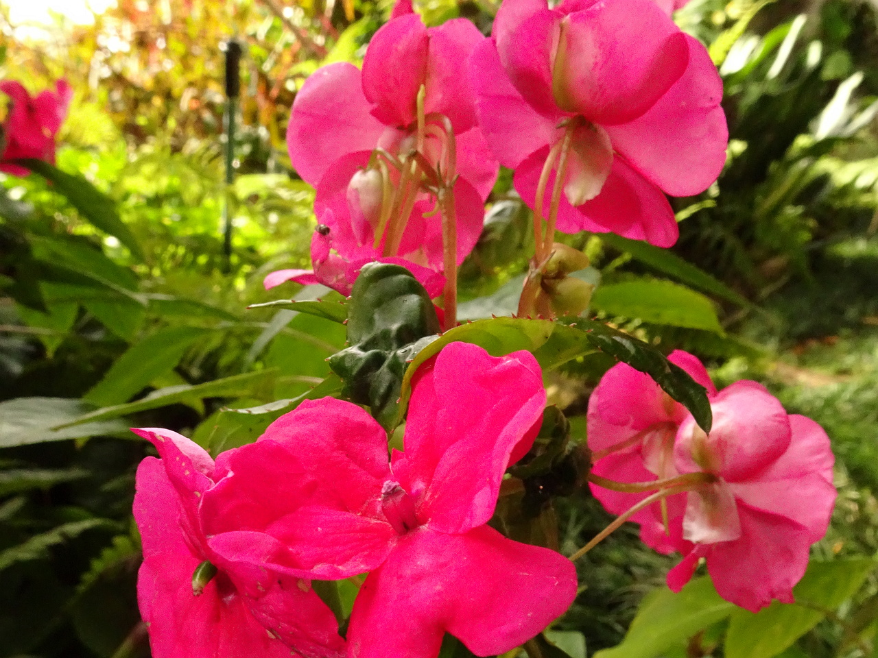 DSC07649