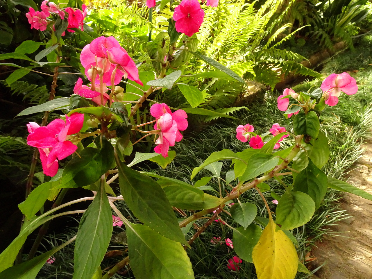 DSC07650