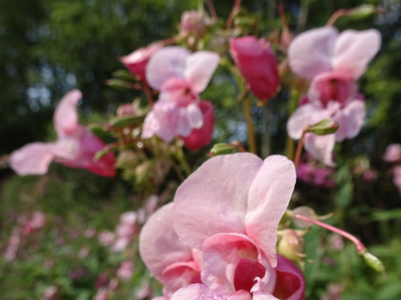 DSC09958