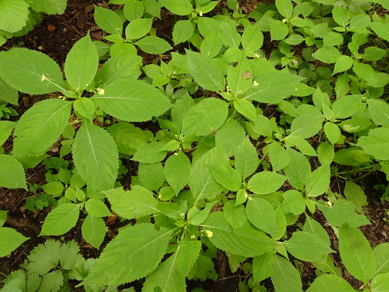 DSC04425