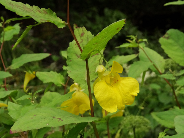 Недотрога обыкновенная - Impatiens noli-tangere