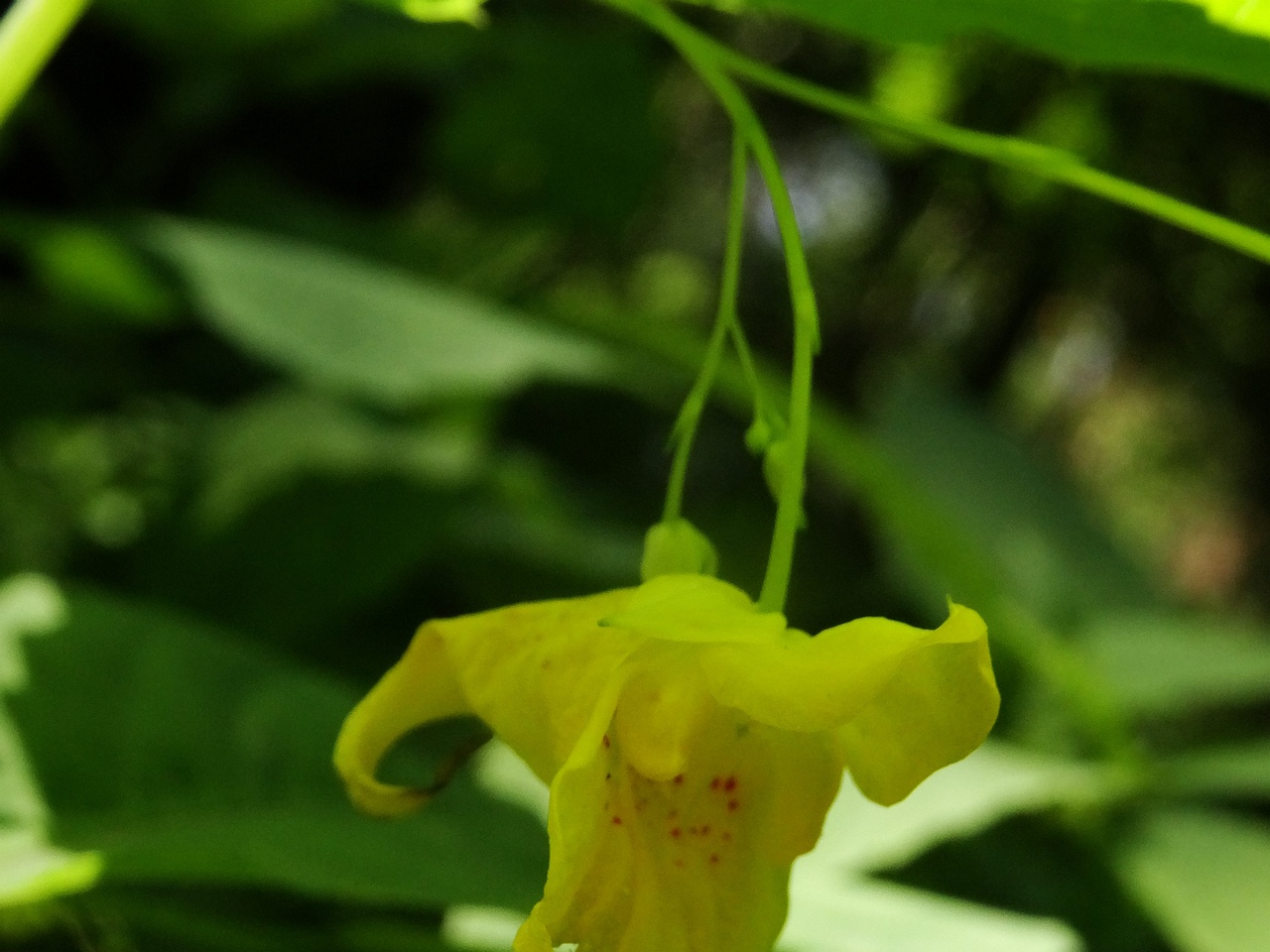 DSC00941