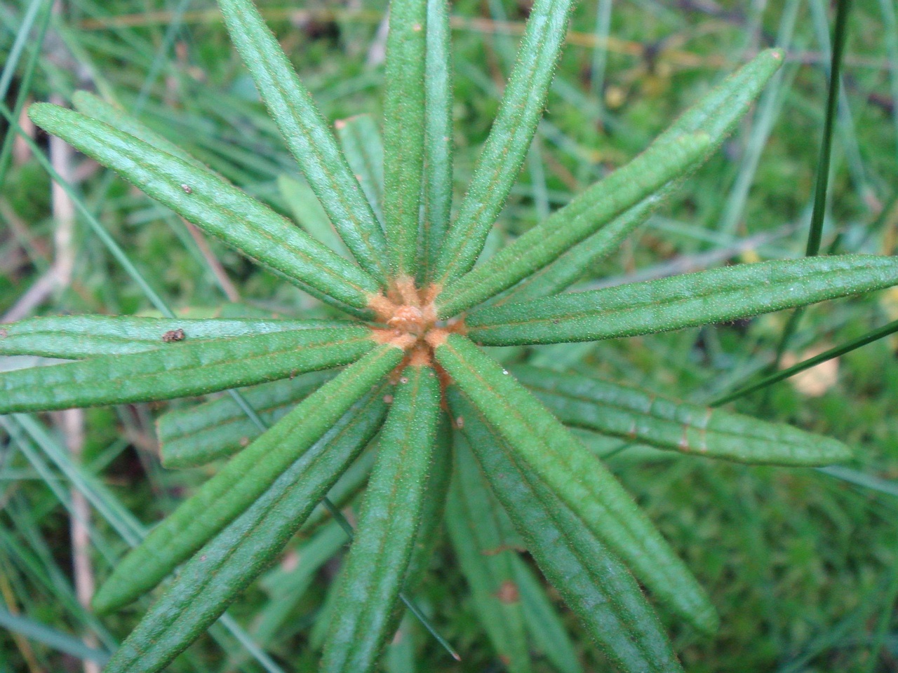 DSC09619