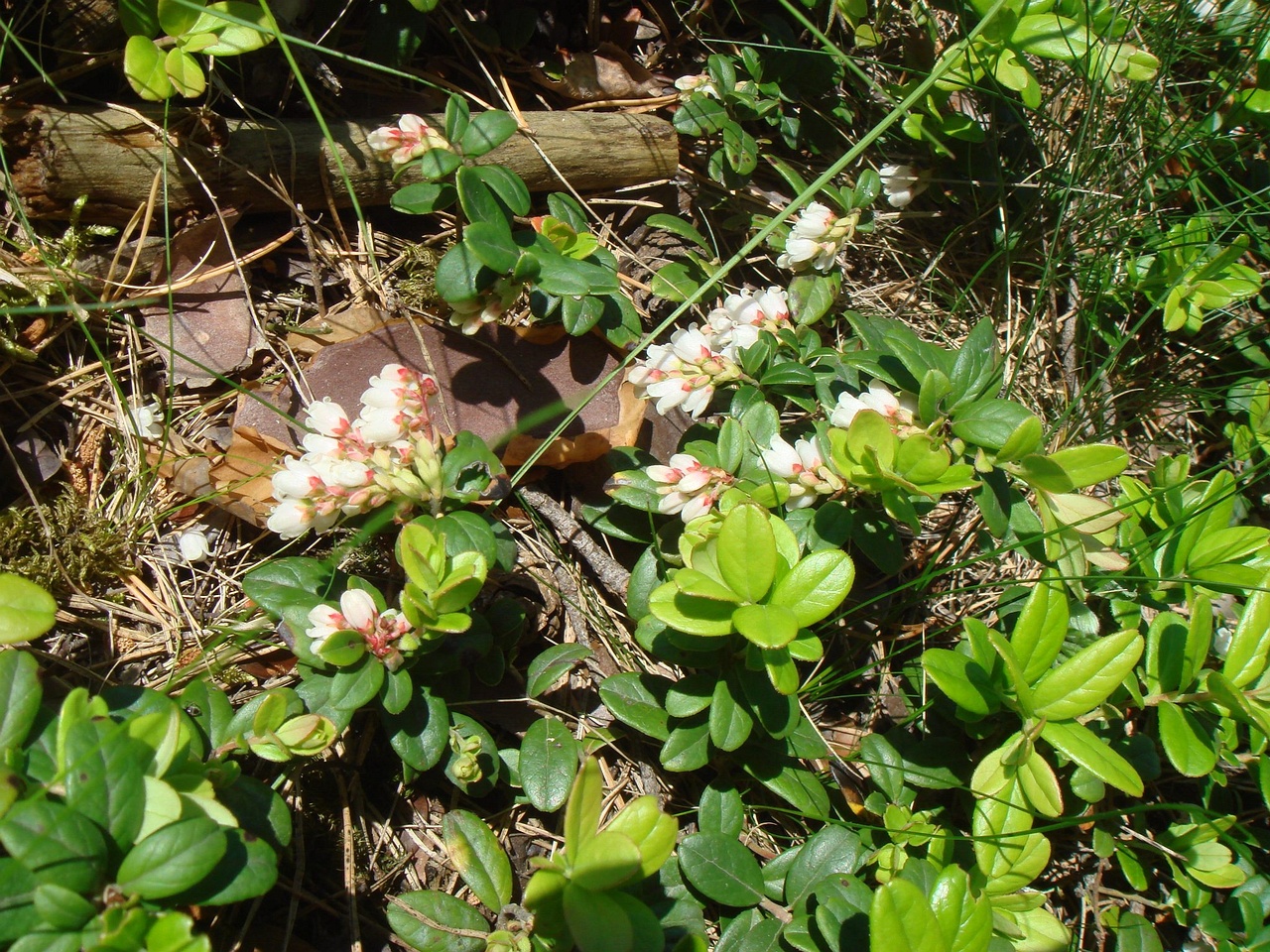 DSC01511
