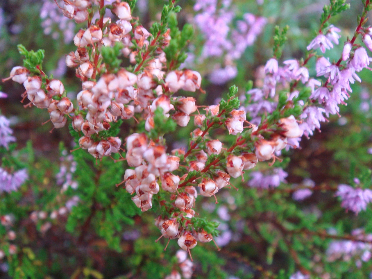 DSC00163