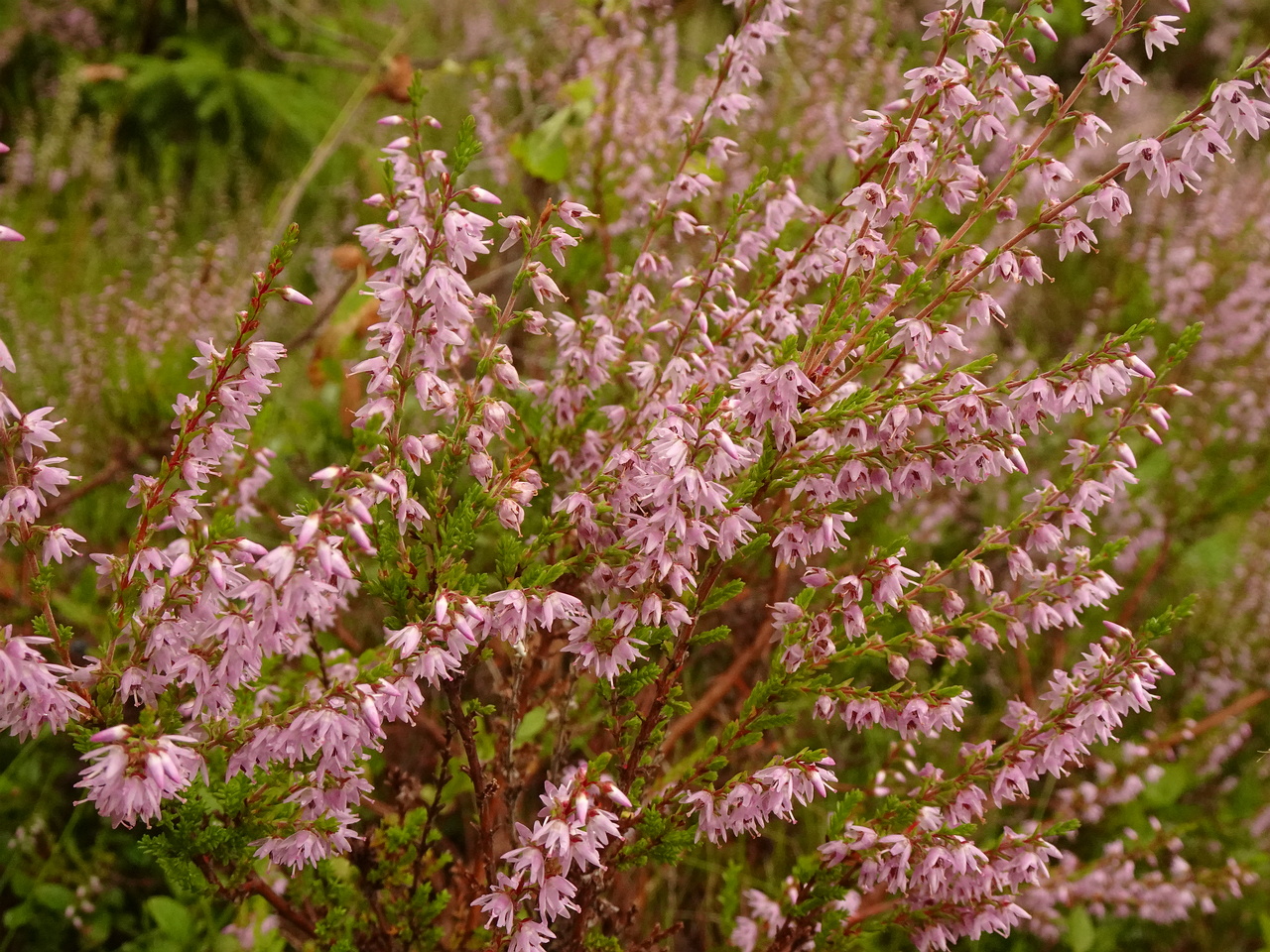 DSC05329