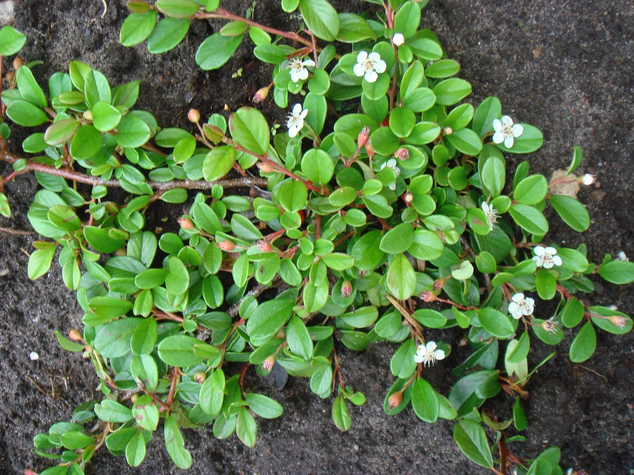 DSC01620