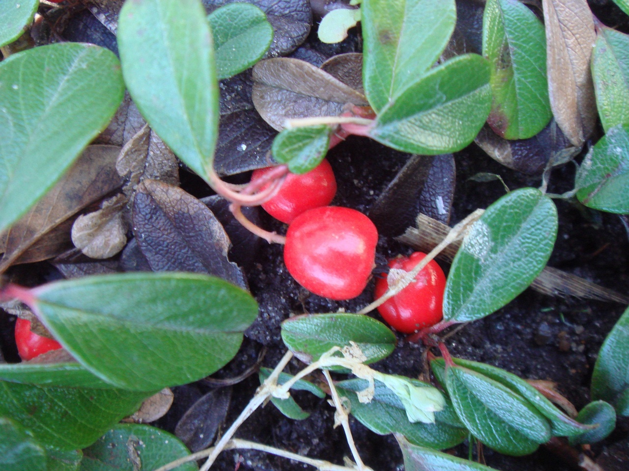 DSC06365