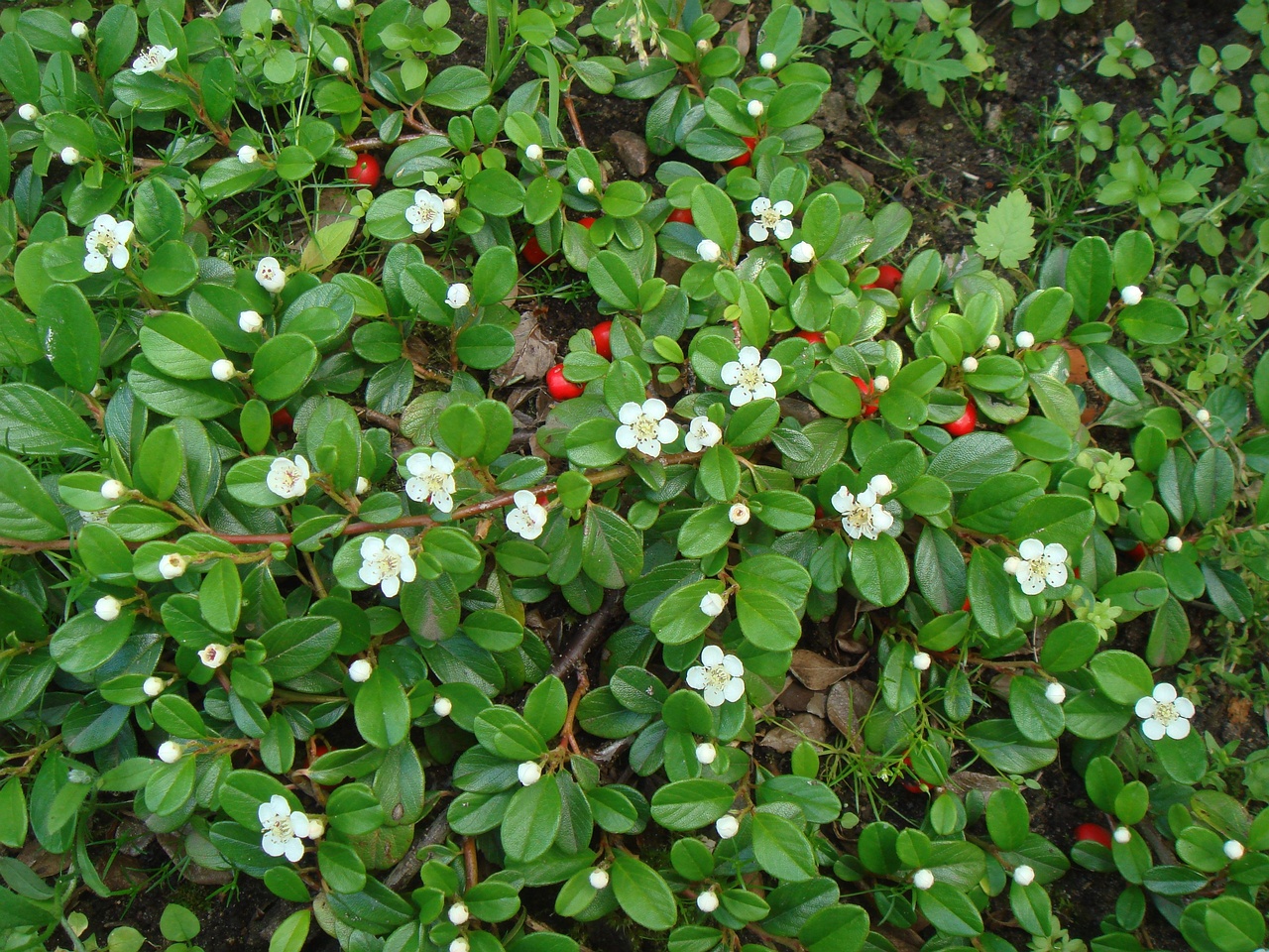 DSC07508