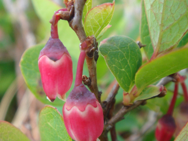 Голубика обыкновенная - Vaccinium uliginosum
