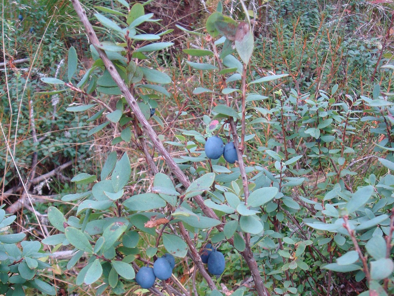 DSC00597