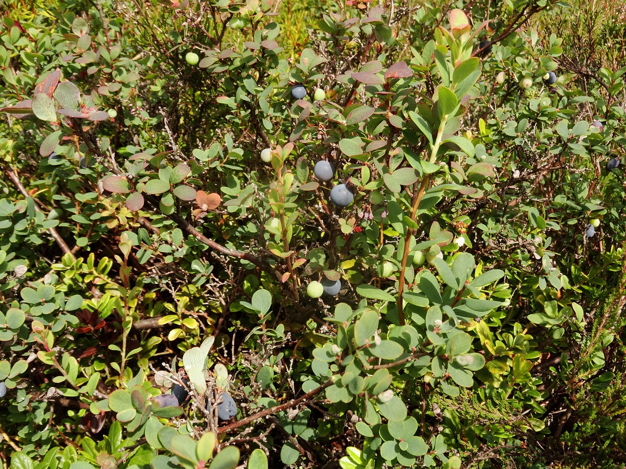 DSC01599