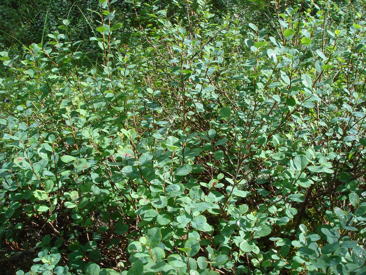 DSC09011