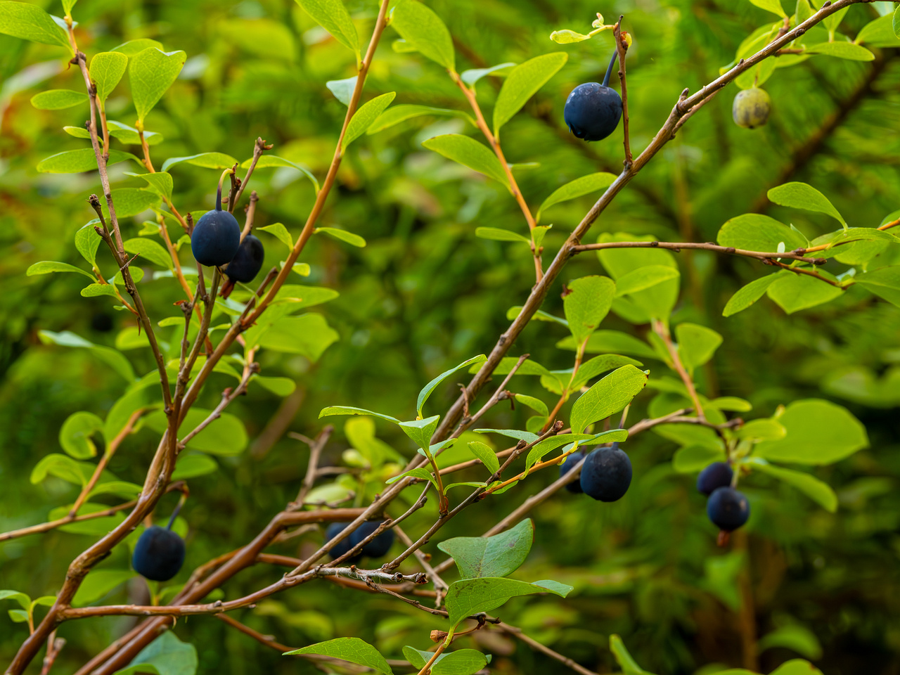 taedu_health_trail_bog_forest-28
