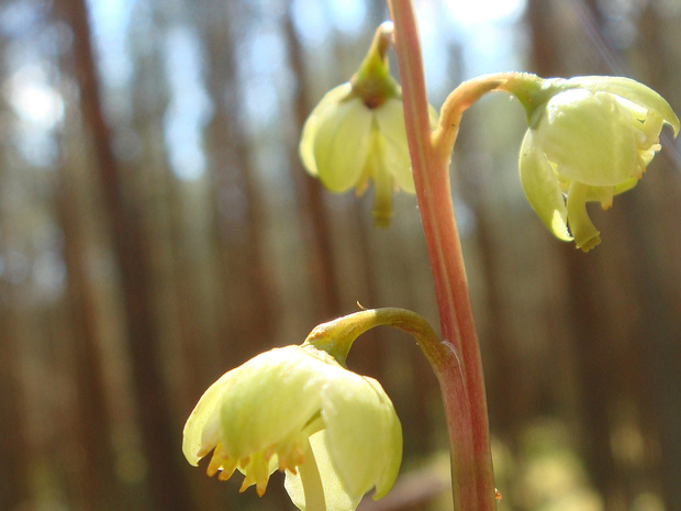 Грушанка зелёноцветковая - Pyrola chlorantha