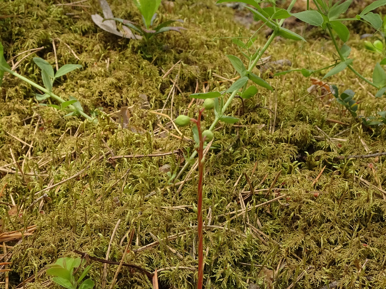 DSC07017