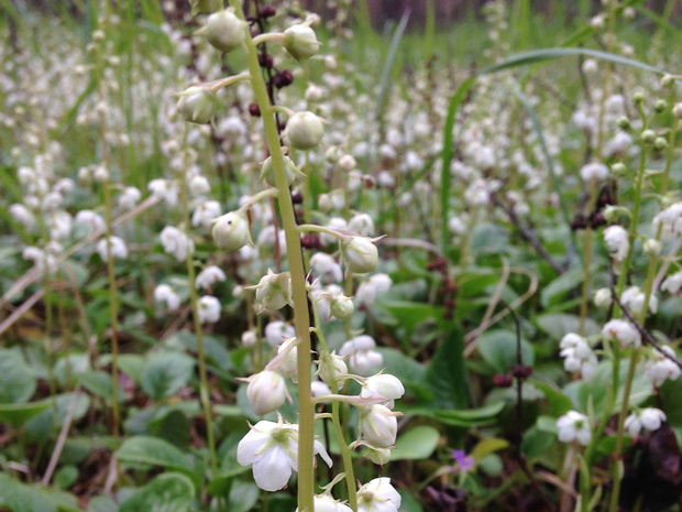 Грушанка круглолистная - Pyrola rotundifolia
