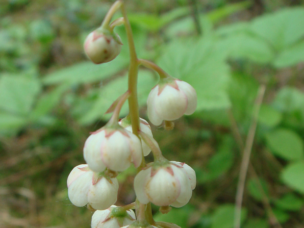Грушанка малая - Pyrola minor