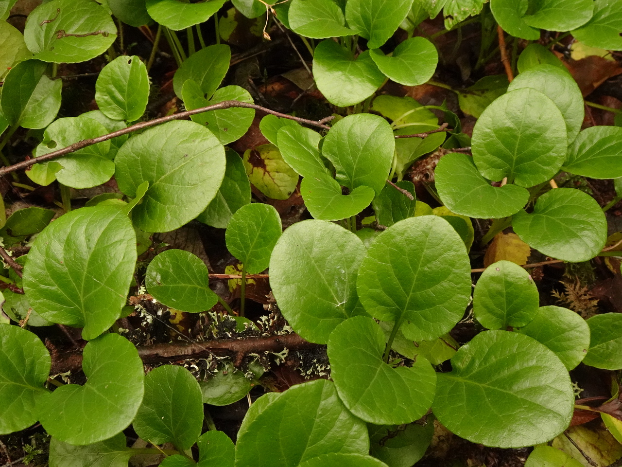 DSC04391