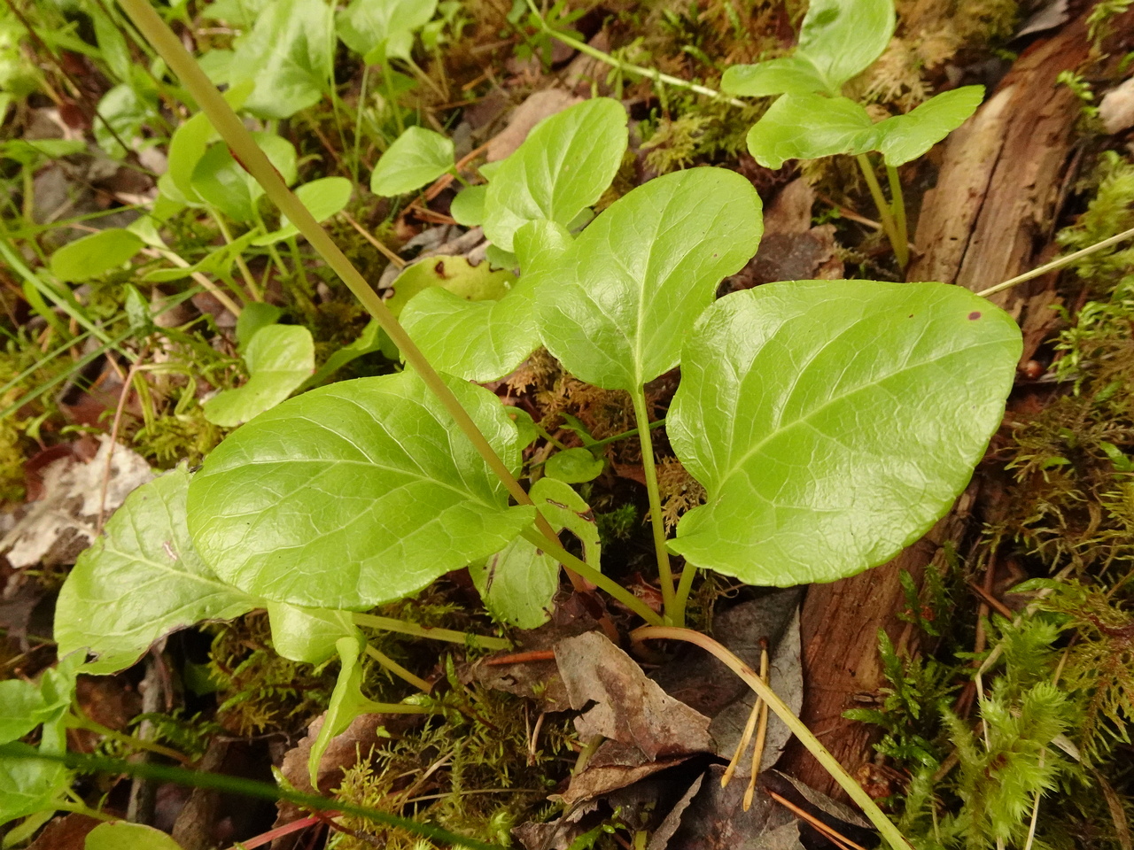 DSC04401
