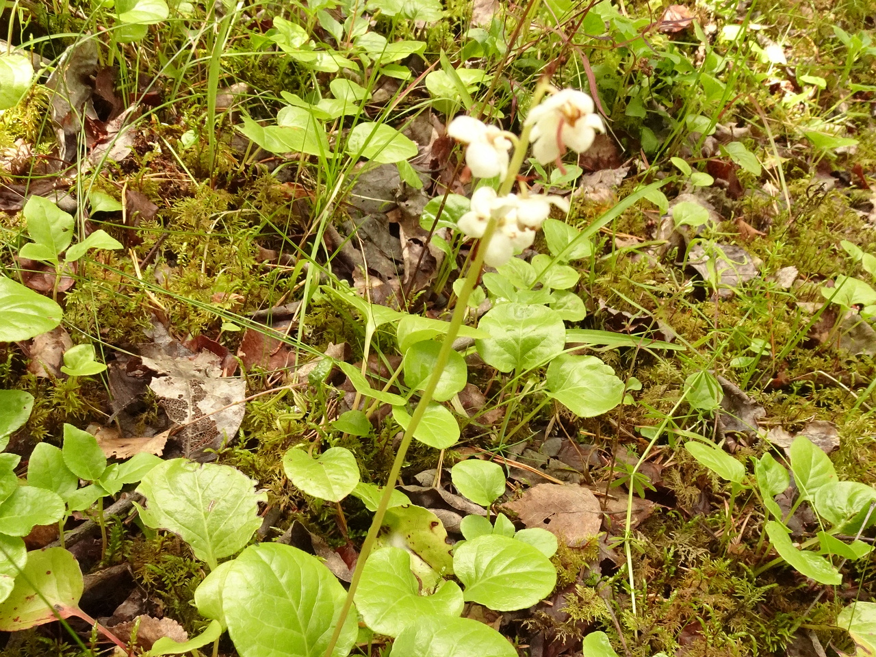 DSC04403