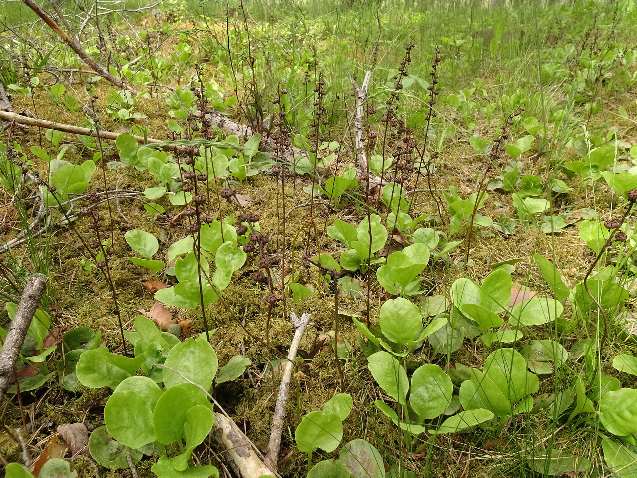 DSC07019