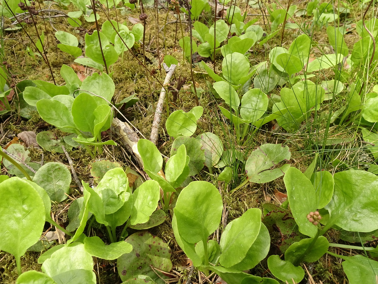 DSC07020