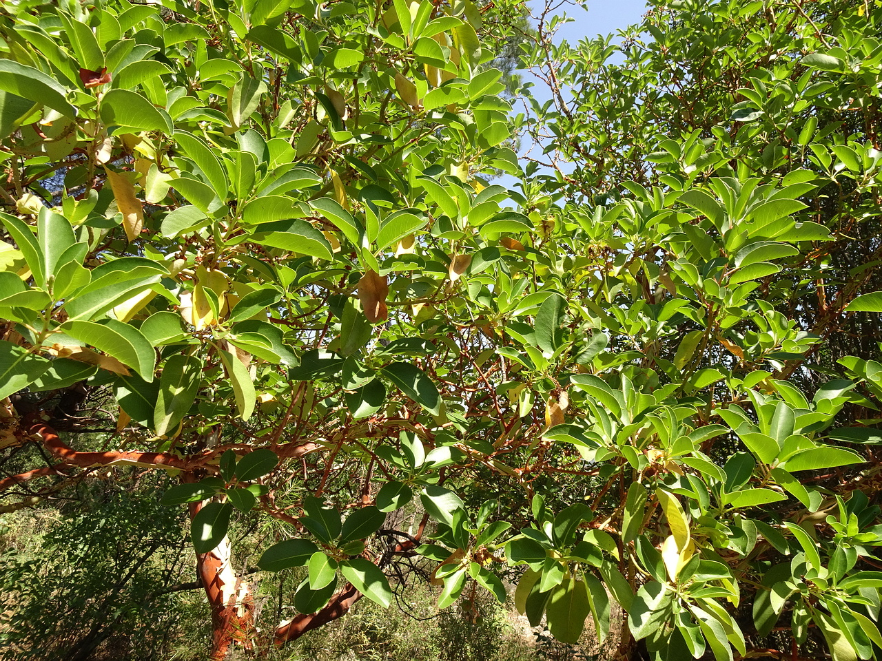 DSC03237