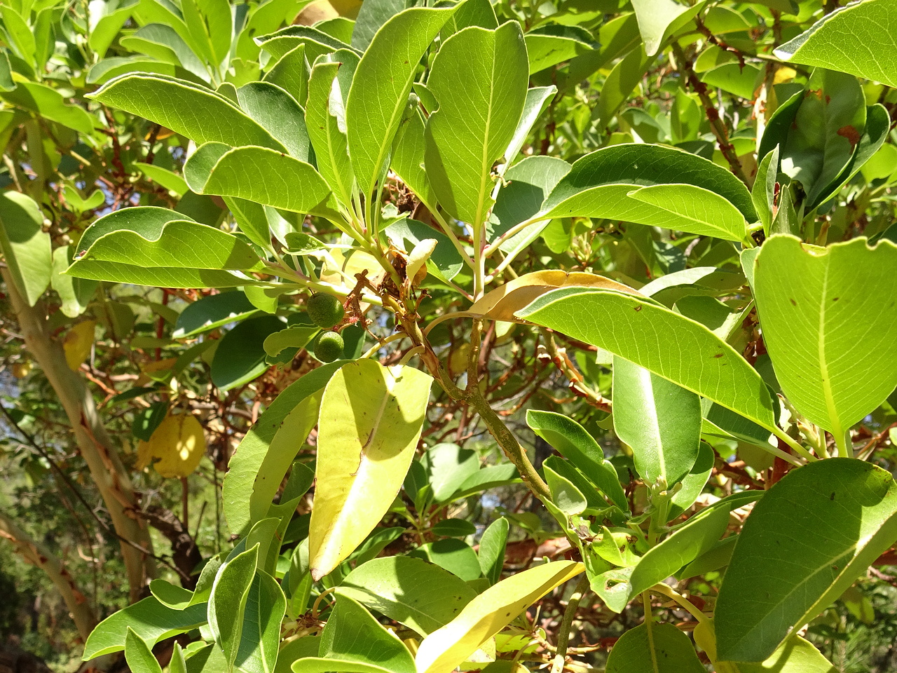 DSC03239