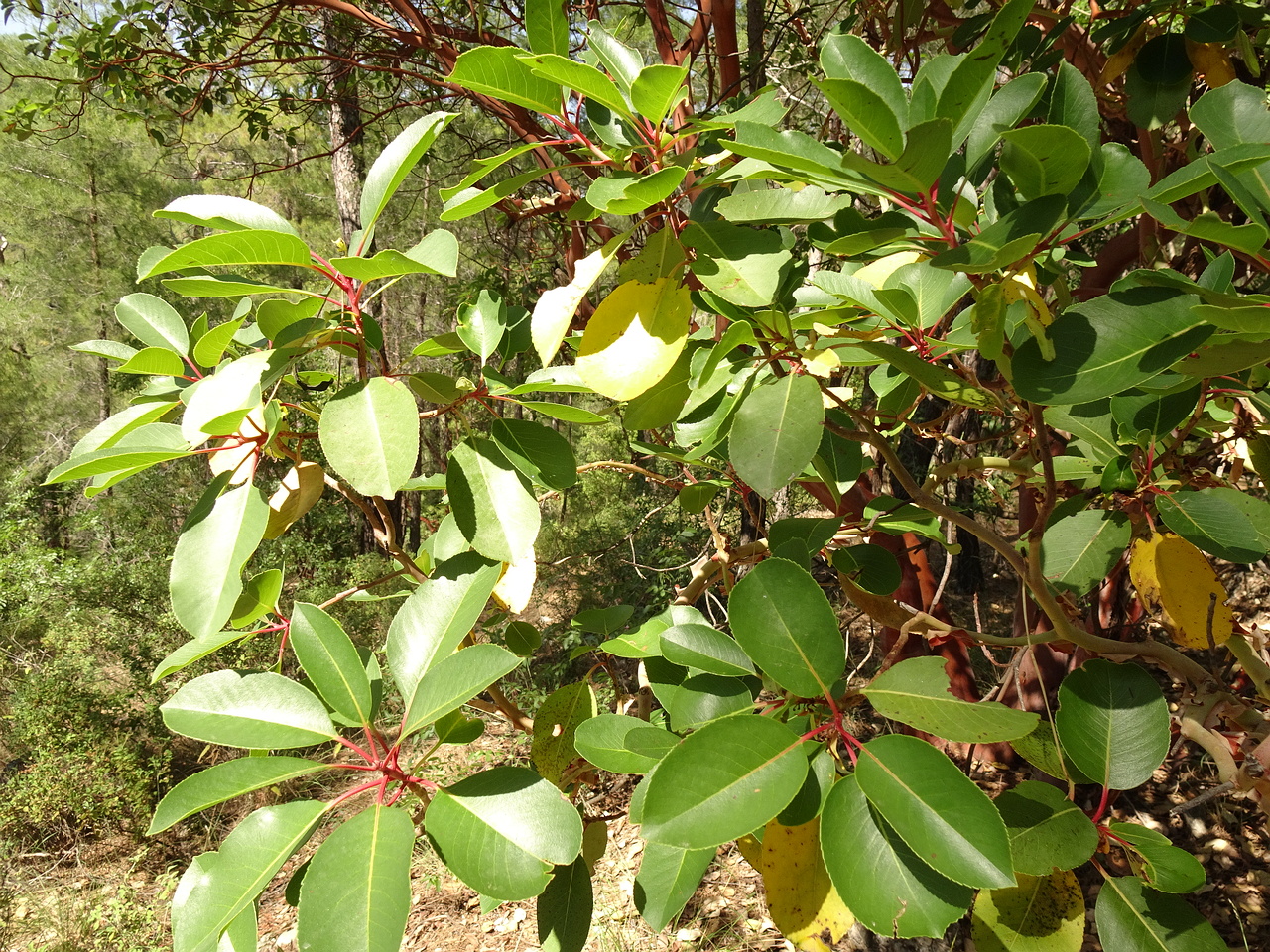 DSC03303